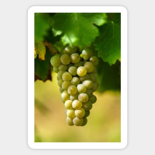 Ripening grapes on the vine Sticker